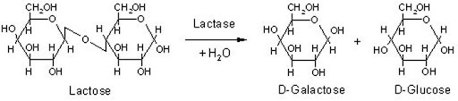 Introduction - Lactase