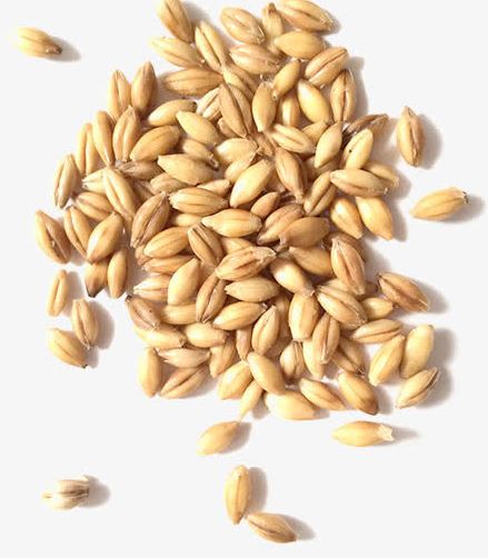 Raw material of wheat germ powder